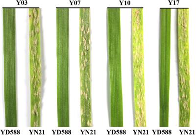 Bulked Segregant RNA-Seq Provides Distinctive Expression Profile Against Powdery Mildew in the Wheat Genotype YD588